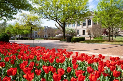University of Arkansas campus with tulips